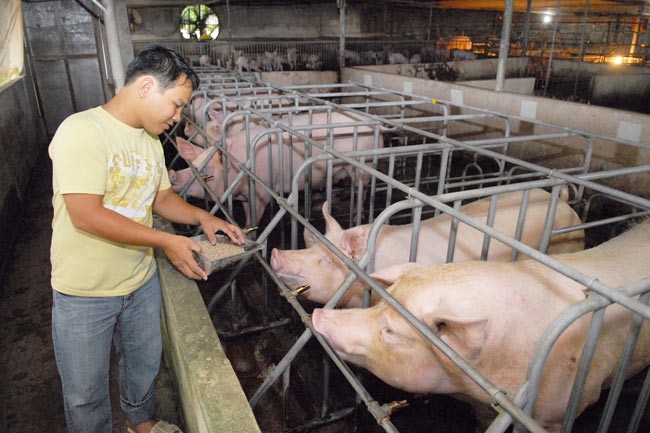 Farmers in District hoc Mon raise pig with new technique to improve their income (Photo: SGGP)